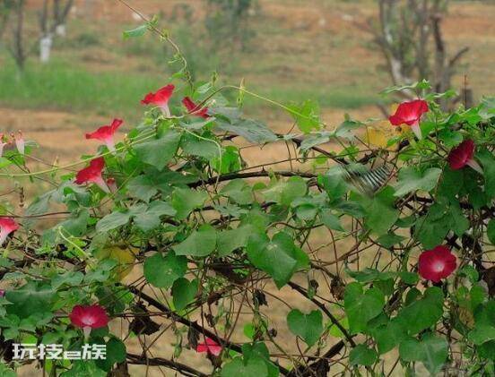 牵牛花是什么季节开的(花期盛开在每年6-10月)-图片5